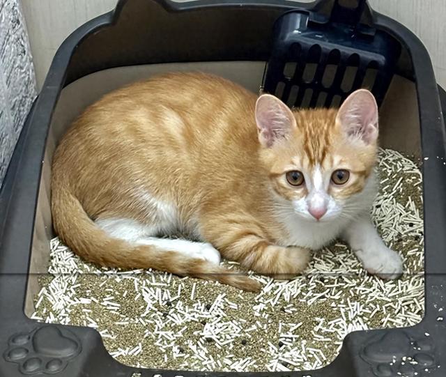 猫咪突然爱睡这“3”个地方，是“灾祸”的预兆！主人要小心了！