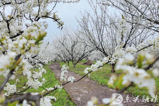 李花漫山开，来东兴红林村赴一场春日之约