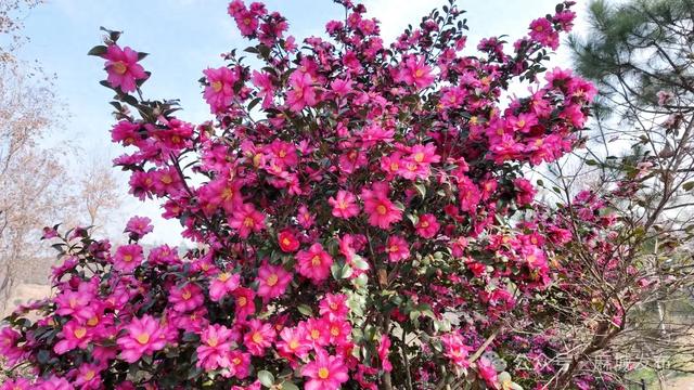 最佳观赏期已到！邂逅麻城冬日柔美风景~