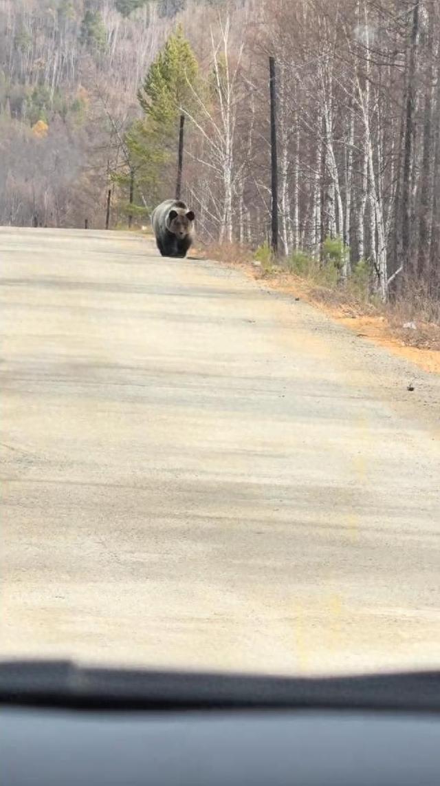 大兴安岭一国道多次出现野生棕熊，有游客投喂面包，当地林草局：非常不提倡，野生动物攻击性强，还可能携带病菌