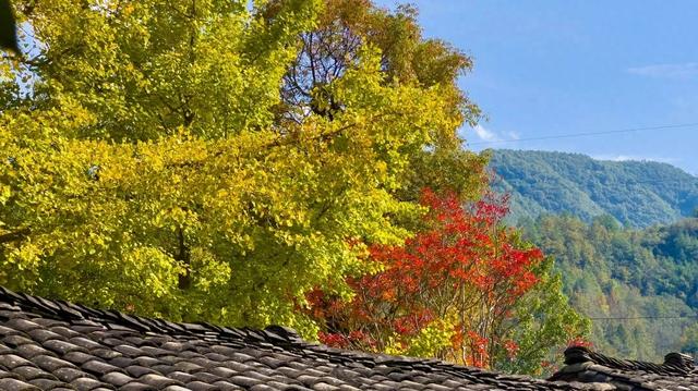 隔空投送！“青木川”想要和你共享秋天