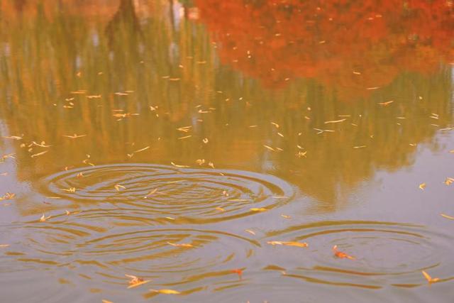 商视界｜柘城容湖初冬如画