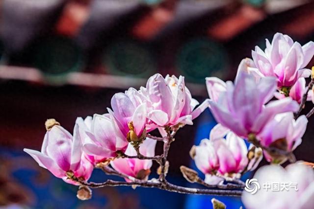 云赏花 解锁大美中国里的繁花世界