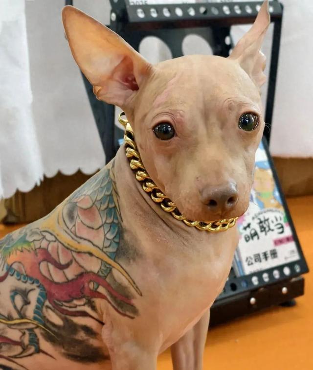 上海亚宠展惊现“左青龙右白虎”文身犬，还戴着金链子！主办方：已限制该犬主人入场