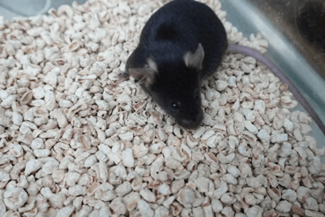 上天小鼠等您赐名，创意无限共谱航天佳话