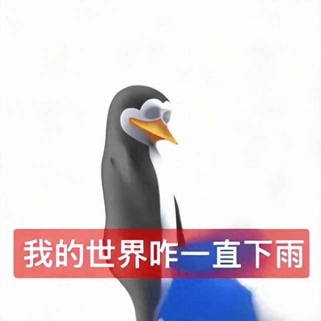 真的想问：下雨天的时候，鸟都在干什么呢？