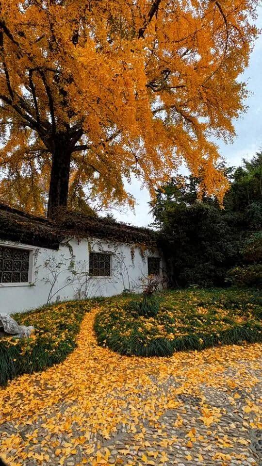 藏不住了~如皋这里随手一拍就是壁纸