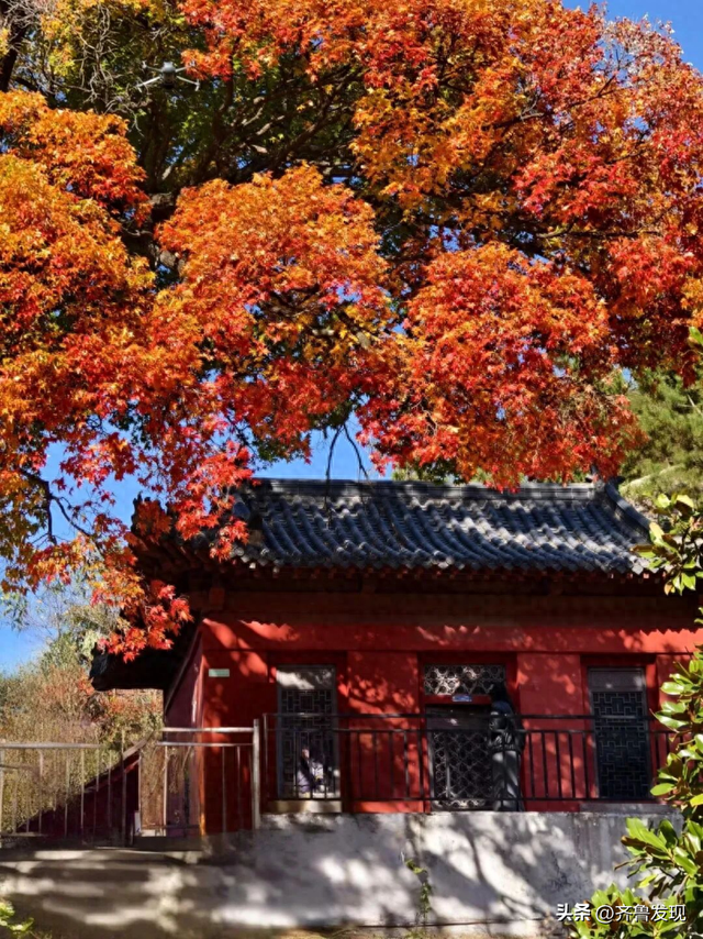 乘着地铁逛青岛丨神清宫350岁古树红了， 坐地铁去“打卡”特方便