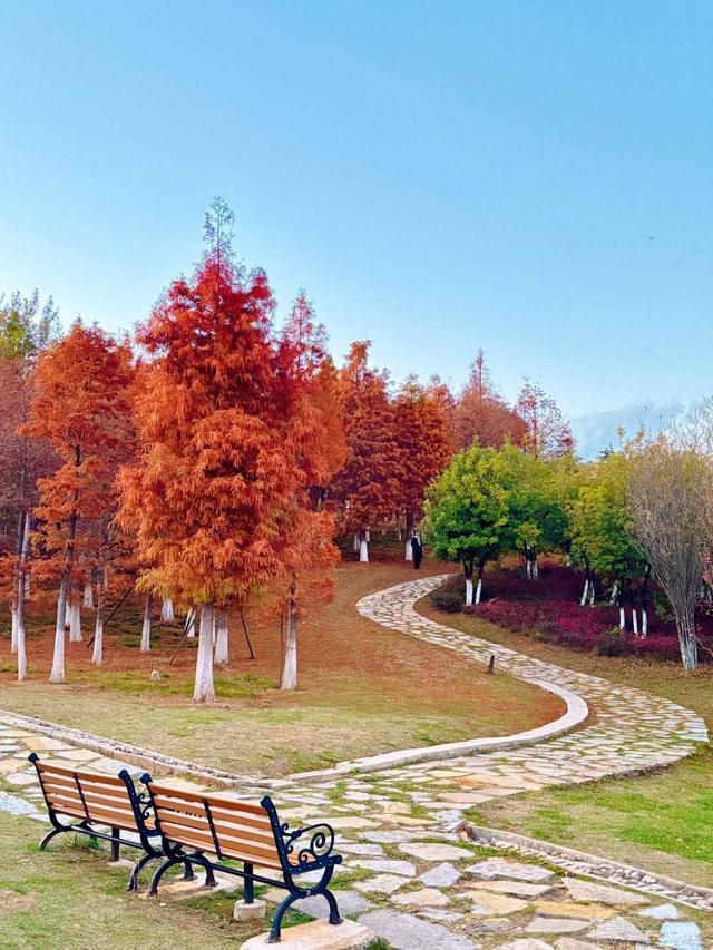 昆明白龙潭公园水杉红了，S湾新网红打卡点