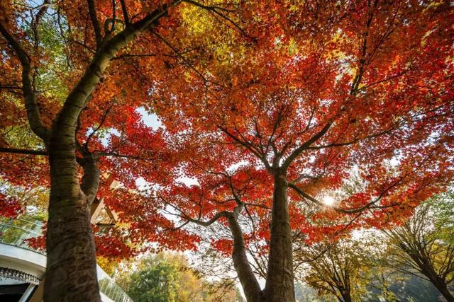 此刻，随手拍洛阳，美景如画！