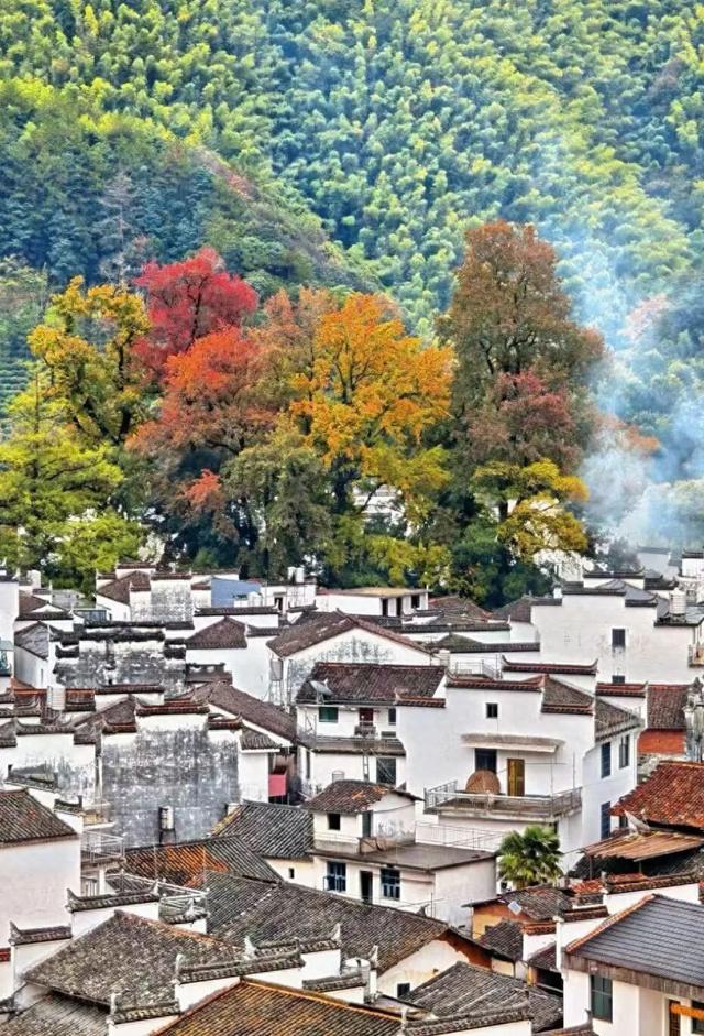 上饶绝美“枫景”加载完毕，前往石城锁定你的赏枫C位！