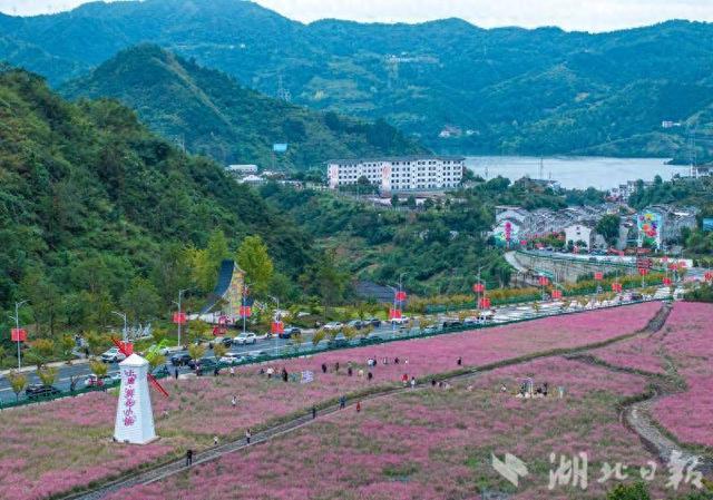 竹山县上庸镇粉黛乱子草丛成热门打卡地