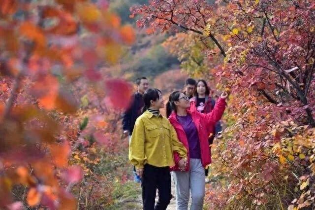 石家庄赏秋观叶时间表来了！最佳观赏时间从10月中旬开始