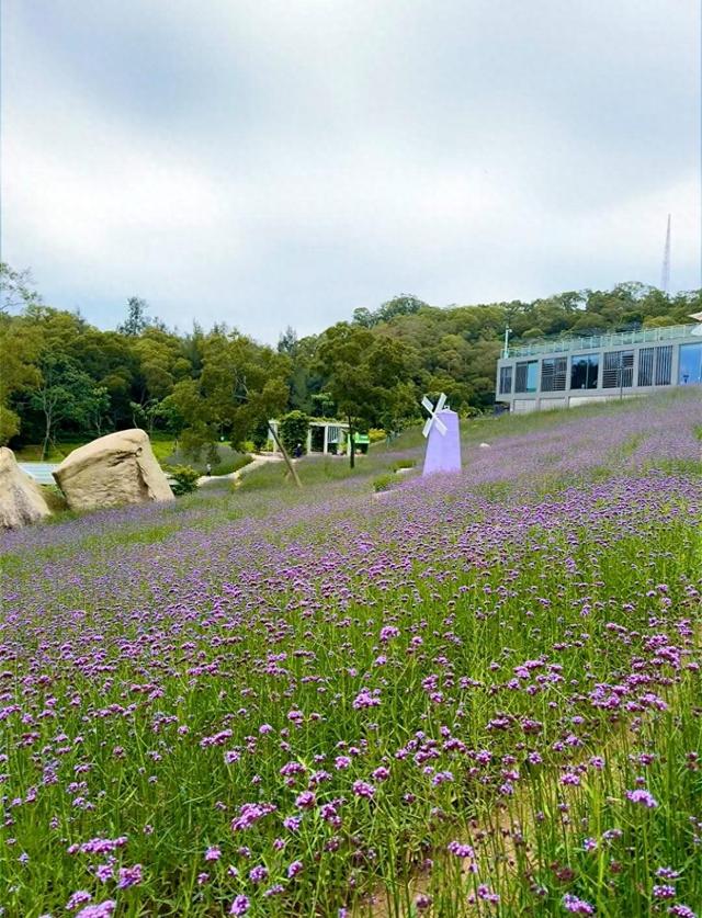 厦门山海健康步道梅海花台，本岛一处山谷花海秘境，市民的后花园