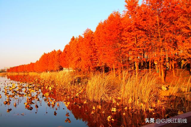 河南淮滨：湖畔杉红，游人来