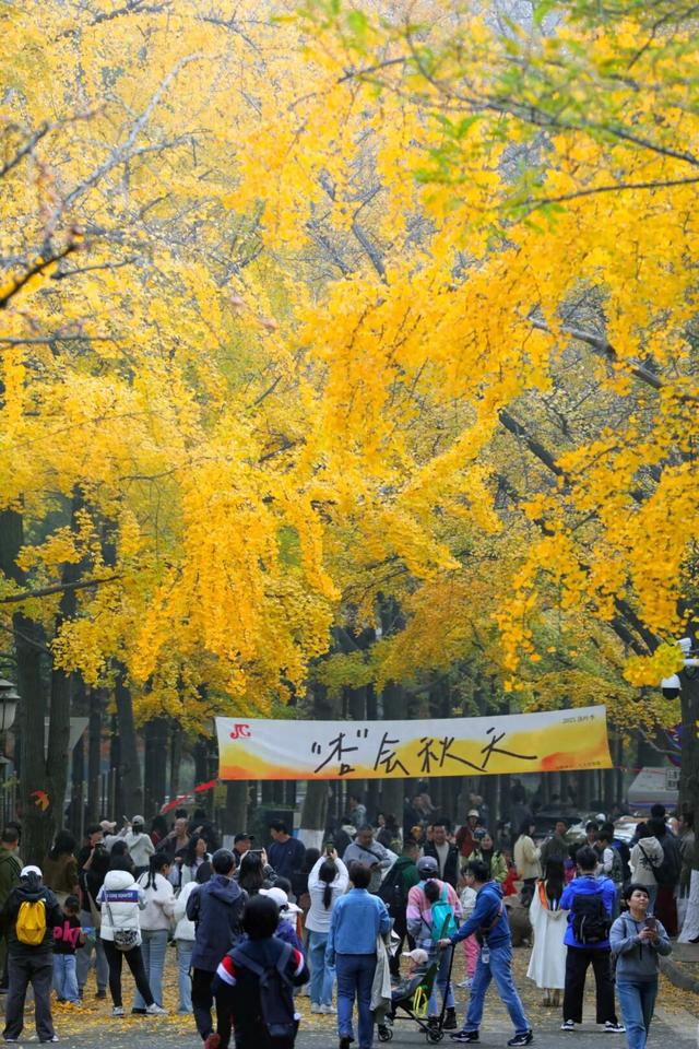 “落叶缓扫”，留住的不只是风景