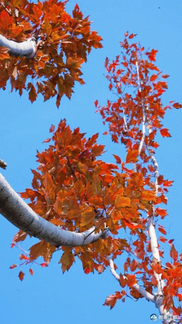 刷屏预警！江都这条红枫大道藏不住了，美到窒息！