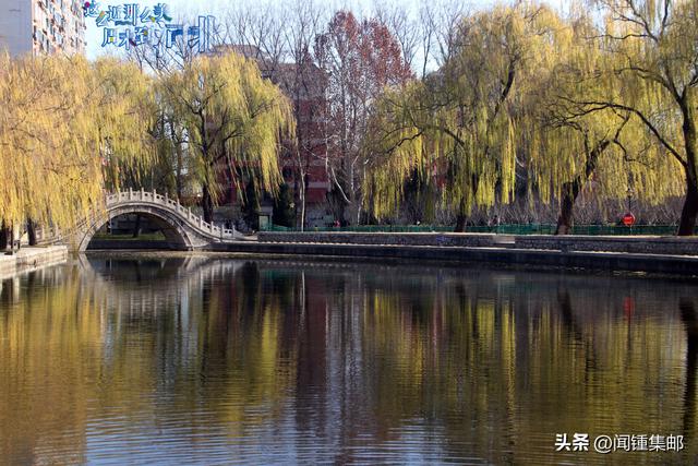 菊花开尽更无花