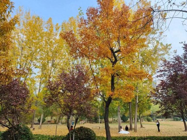 初冬味道！森林公园景色如诗如画，快来感受五彩缤纷的美丽画卷！