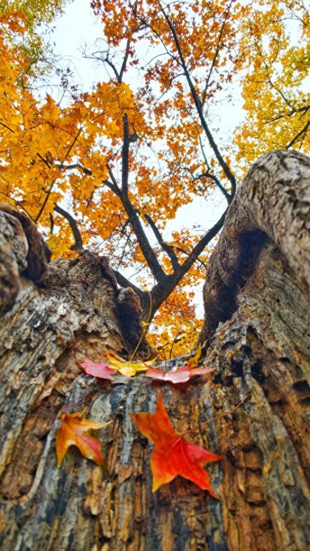 雨落颐和园后溪湖，秋色染透一地金黄
