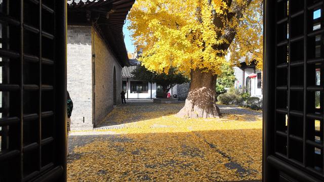 一树一景，扬州古城银杏树同披“黄金甲”
