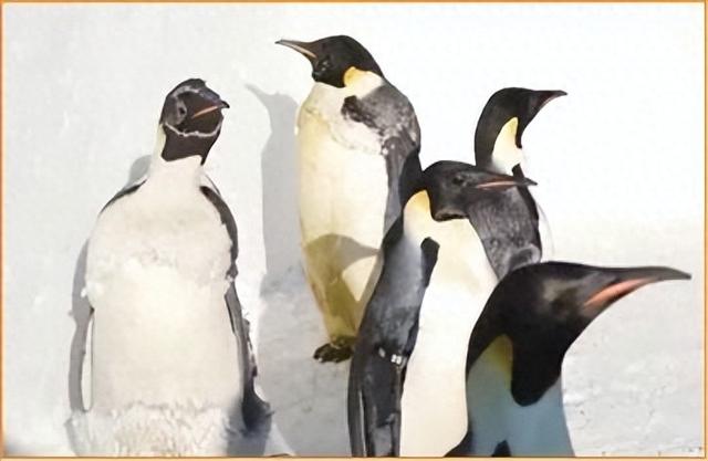 “企鹅教练”已就位！ 天定山滑雪场试营业