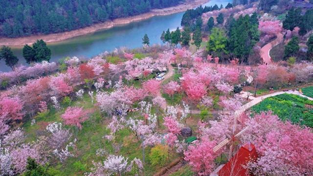 色彩斑斓的樱花，藏在柏林古镇的春天里