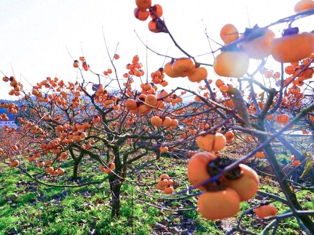 柴桑区新塘乡胡桥村:千亩柿红引客来