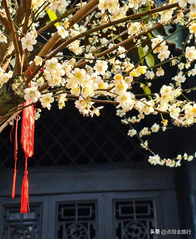 成都赏梅花的寺庙，你该去哪个？青砖红墙，一派梅花盛景，免费！