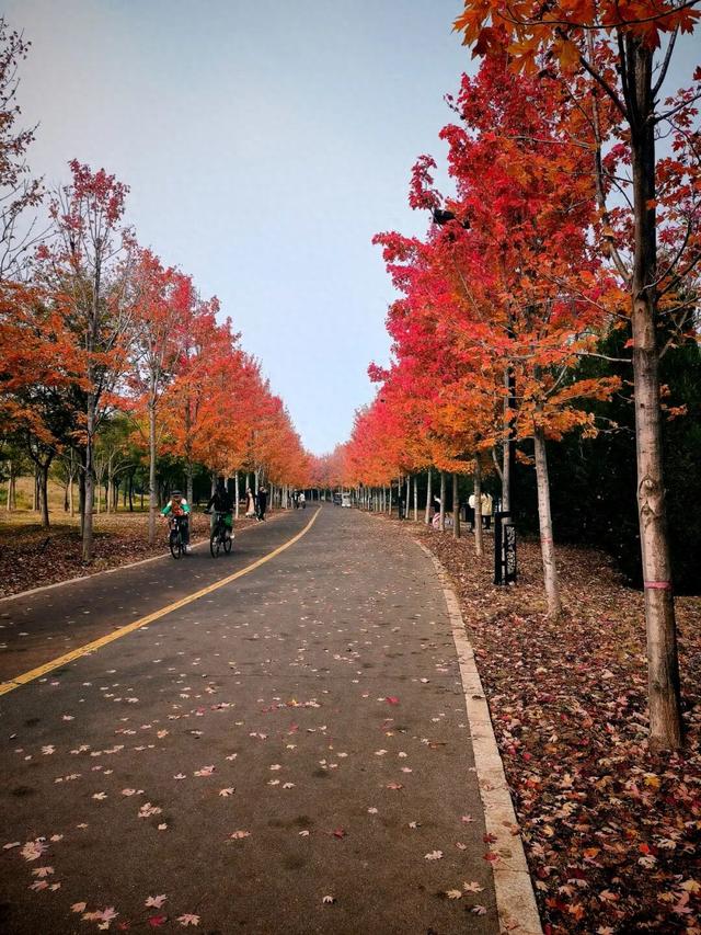 “枫”景正好！开封最美秋色已上线！