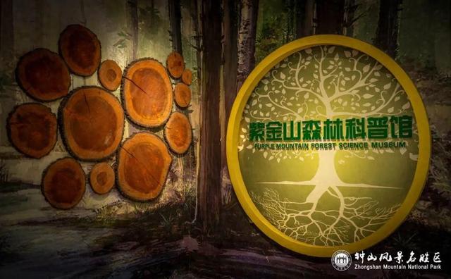 南京钟山：上新！这些“新朋友”带你秒入山林