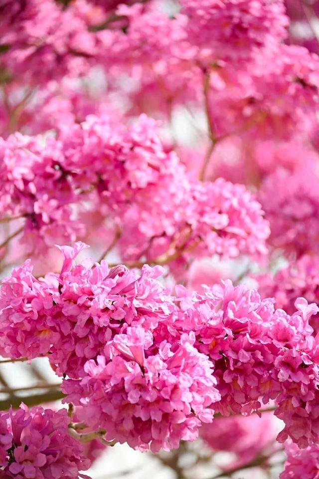 美到上央视！珠海超大花海，开好了！