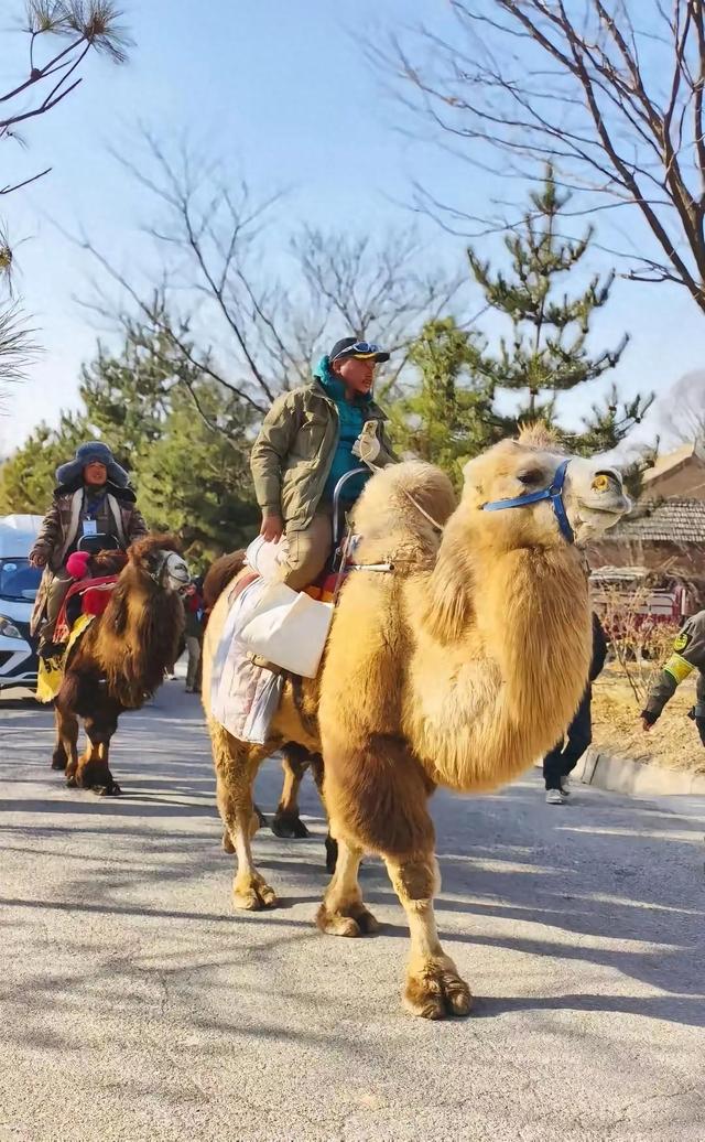 东天山来的骆驼队为什么会被交警拦下！！！
