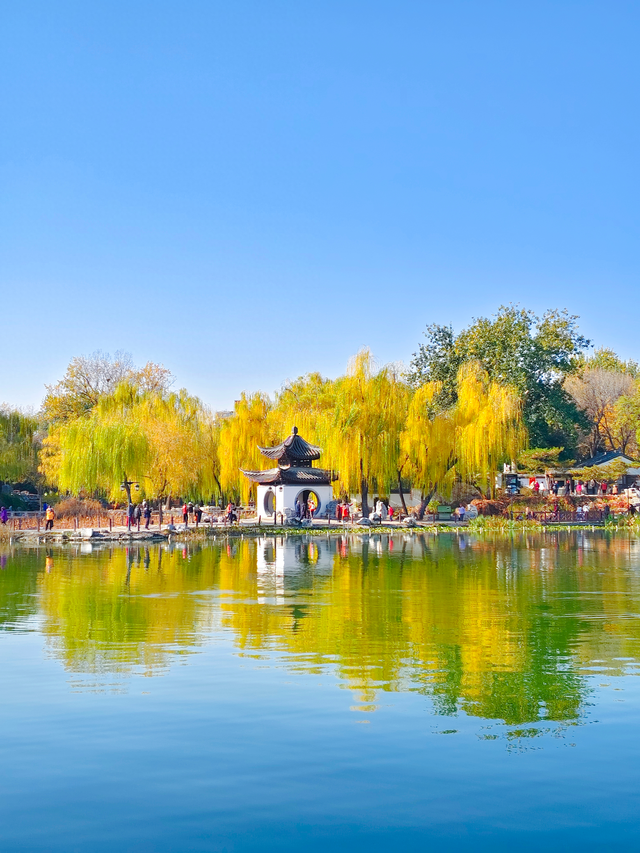 湖畔柳色依旧，陶然亭公园风景正好