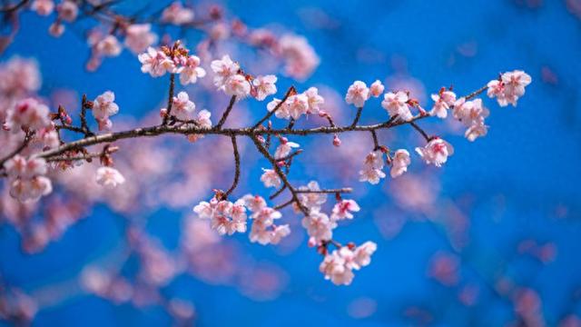 早樱初绽来报春 无锡太湖鼋头渚樱花节启幕 共赴春日赏樱盛宴