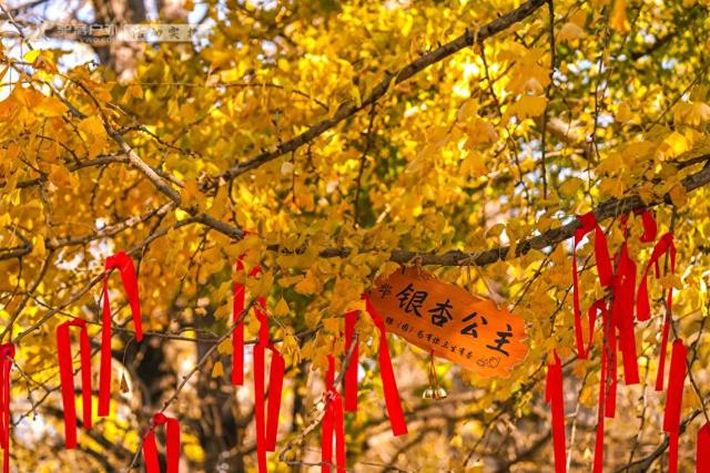 11月的云南腾冲,3000株银杏迎来黄金观赏期,美成人间仙境!