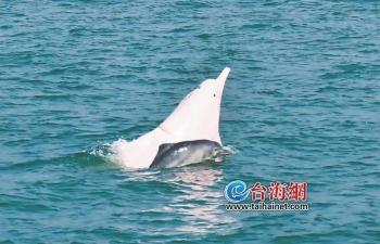 10头中华白海豚成为“厦门生态市民”