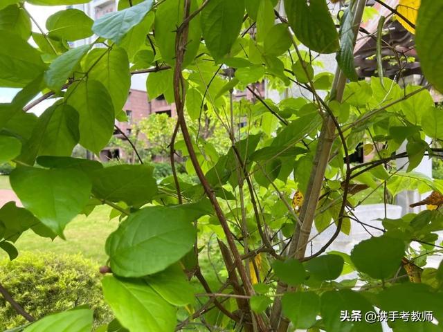 藤蔓到底读wan还是man（藤蔓的蔓怎么读）