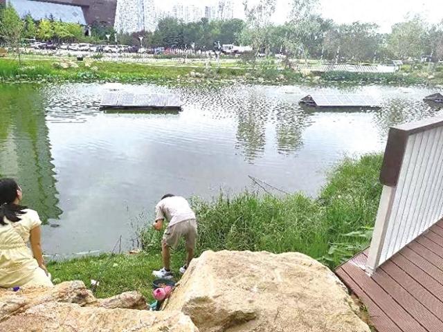 烟台民意通  有人折荷花 有人忙钓鱼 观海路旁口袋公园不文明行为煞风景