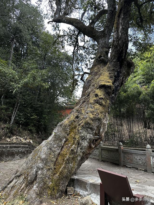 楚雄紫溪山：一棵叫“撑腰”的老树，用六百多年接住了凡人的期待
