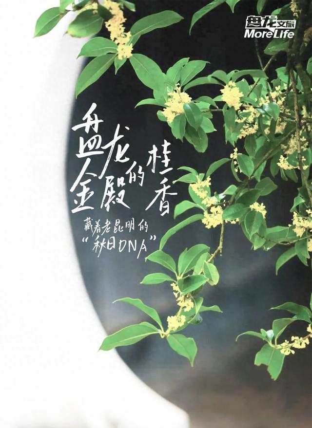 香迷糊了！昆明老品种秋天，从金殿桂香开始！