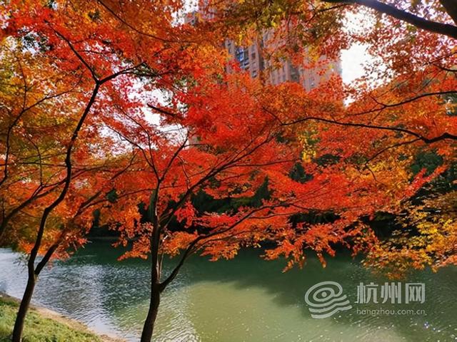 “深秋多巴胺”上新！ 在家门口遛弯就能邂逅莫奈限定版河道美景