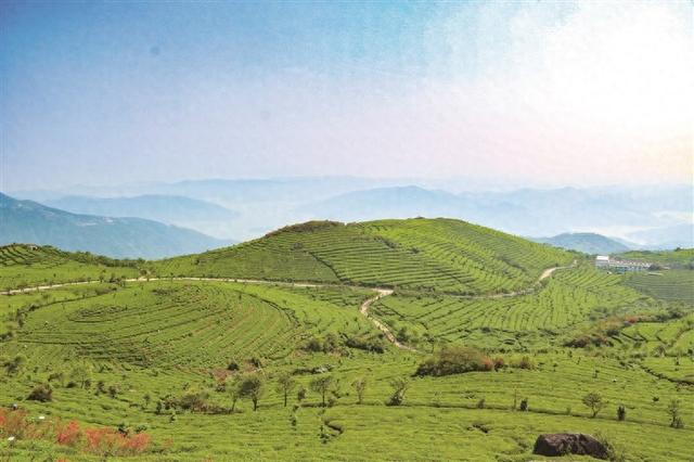 福鼎：茶香漫溢山海间