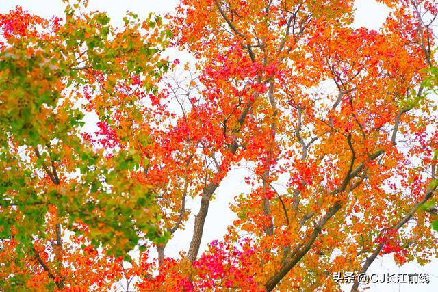 河南淮滨：重阳节里秋景美如画