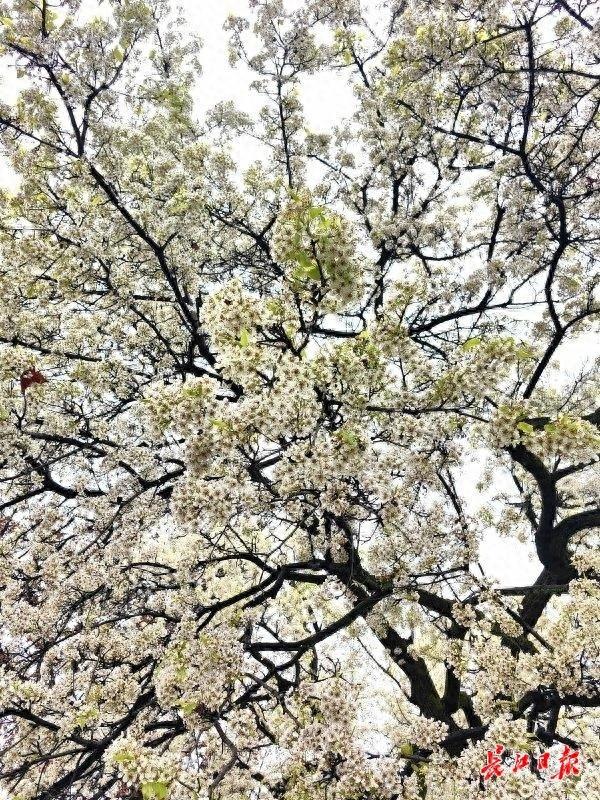 青山公园“最美梨花”开爆了，“梨花带雨”有了具象化场景