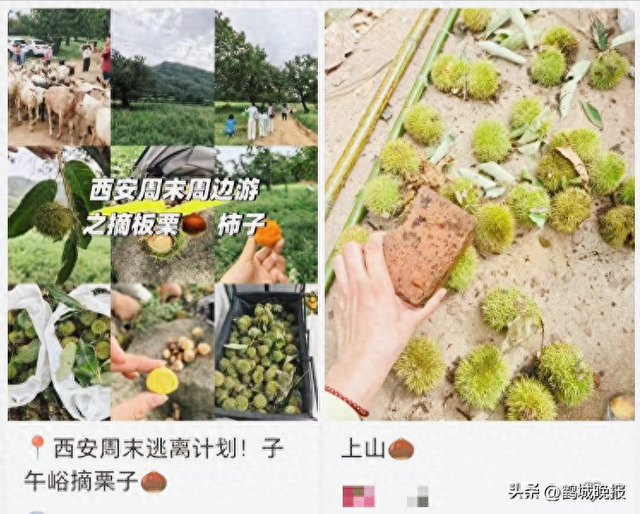 游客秦岭“捡秋”采摘大量野生板栗被指破坏环境，当地环保部门呼吁“适度采集”
