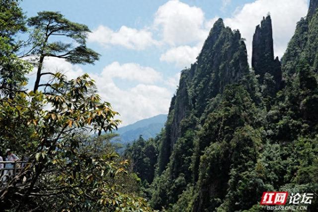 湘粤交界的绿宝石，探秘莽山国家森林公园的自然传奇