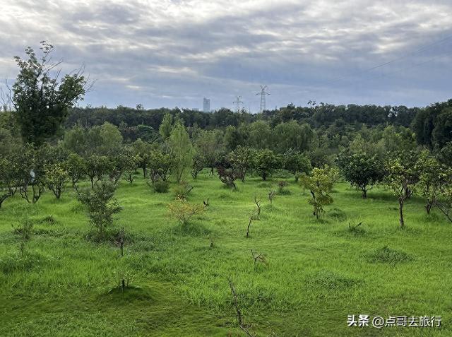 成都最近的原野公园，超级惊艳，一个湖风景就是王者，公交直达！