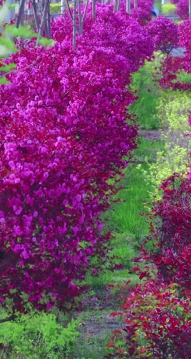 沙雅春天太美了