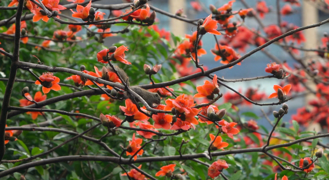 羊城雨中迎惊蛰，珠江公园万物生